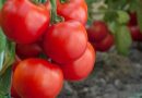Koliko duboko treba saditi sadnicu paradajza?