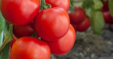Koliko duboko treba saditi sadnicu paradajza?